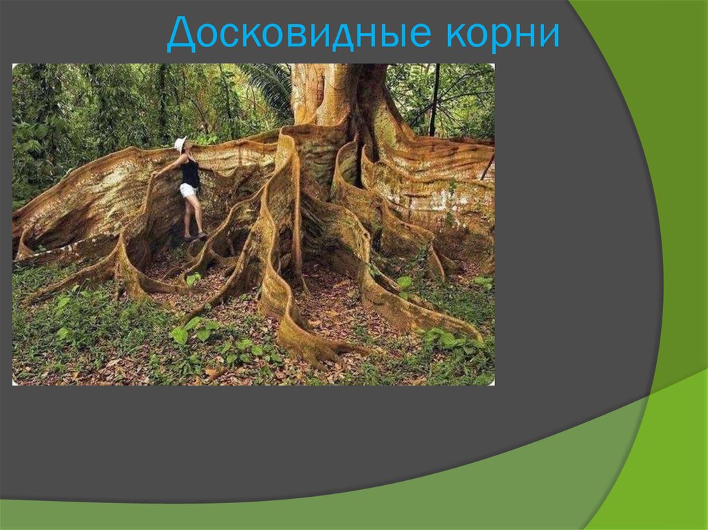 Животный какой корень. Опорные корни дисковидные. Дисковидные корни тропических деревьев. Корни подпорки досковидные корни. Досковидные.