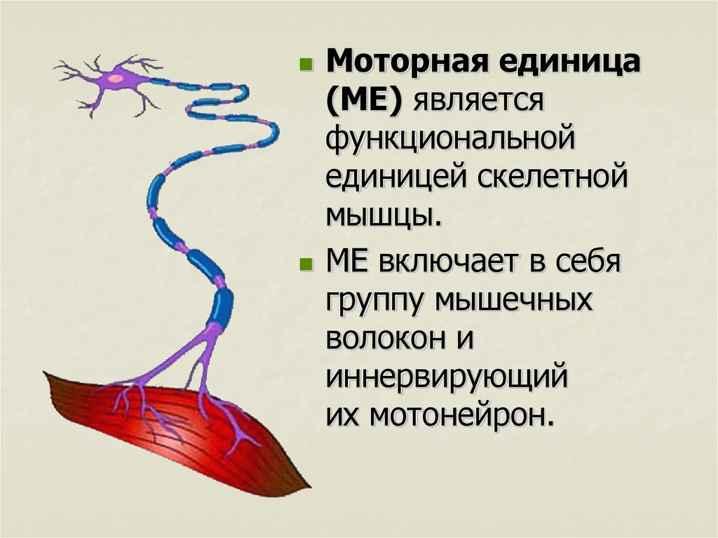 Вид является единицей. Моторная единица скелетной мышцы. Понятие моторной единицы мышцы. Схема двигательной единицы. Строение двигательной единицы мышцы.