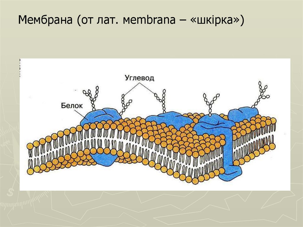 Клеточная оболочка образование. Мембрана клетки рисунок. Мембрана клетки задания ЕГЭ. Мембрана покрывающая снаружи клетку любого организма.