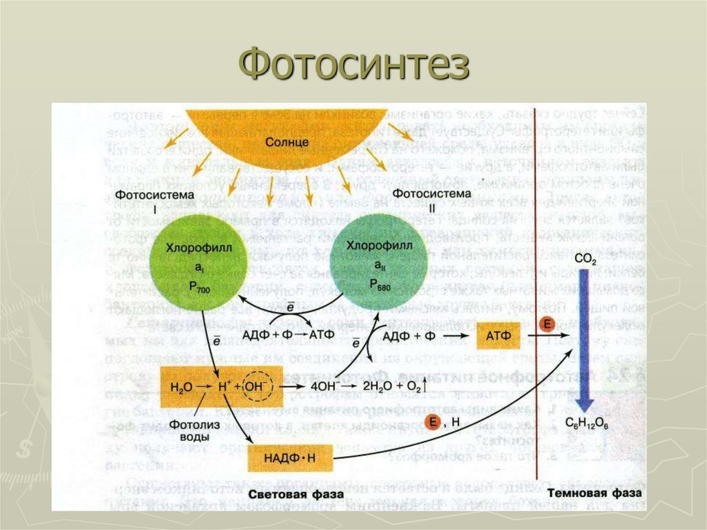 Образование атф в темновой фазе. Общая схема фотосинтеза фотосистема. Фотосистема 1 и 2 фотосинтез схема. Фотосинтез фотосистема 1 схема. Схемы фотосинтеза 11 класс биология.
