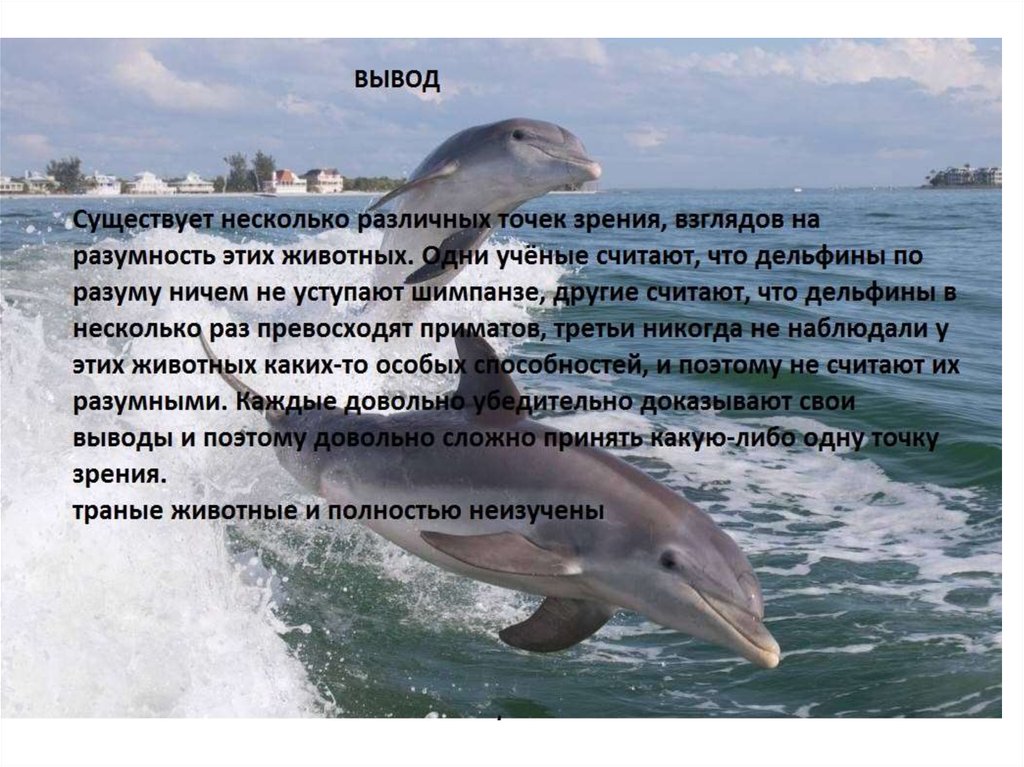 Впр текст про дельфинов. Дельфины презентация. Дельфин виды названия.