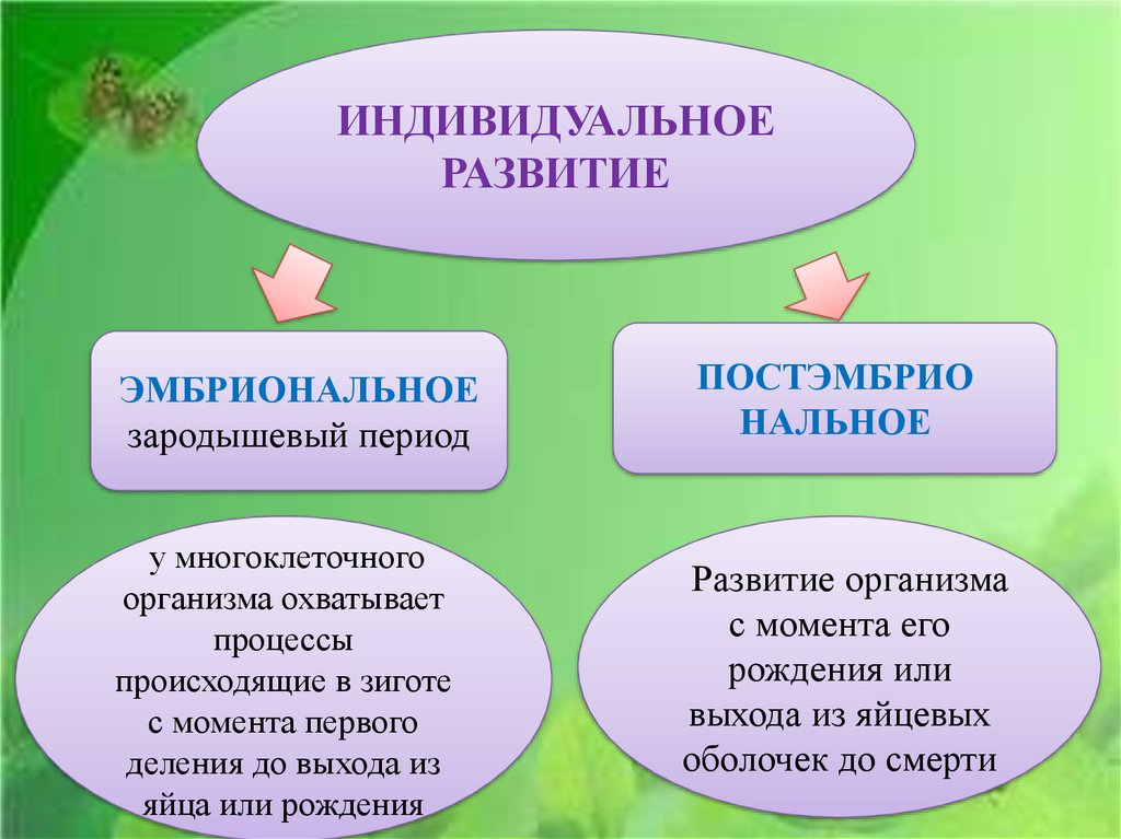 Индивид развитие организма