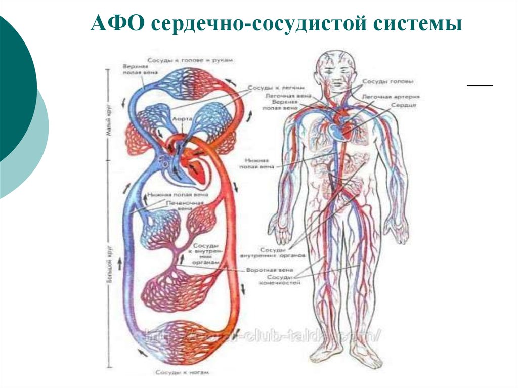 Сердечно сосудистая система человека проект