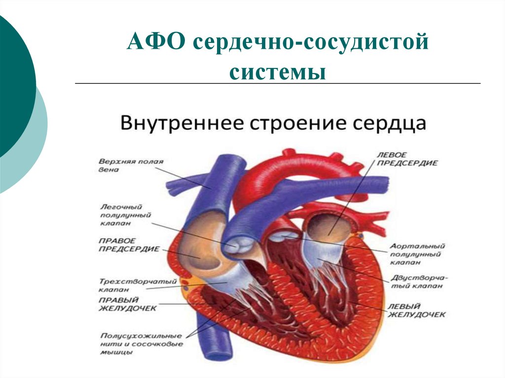 Особенности строения сердца. Афо сердечно сосудистой системы у детей. Афо строения сердца и сосудов. Сердце человека строение Афо. Анатомо-физиологические особенности строения сердца.