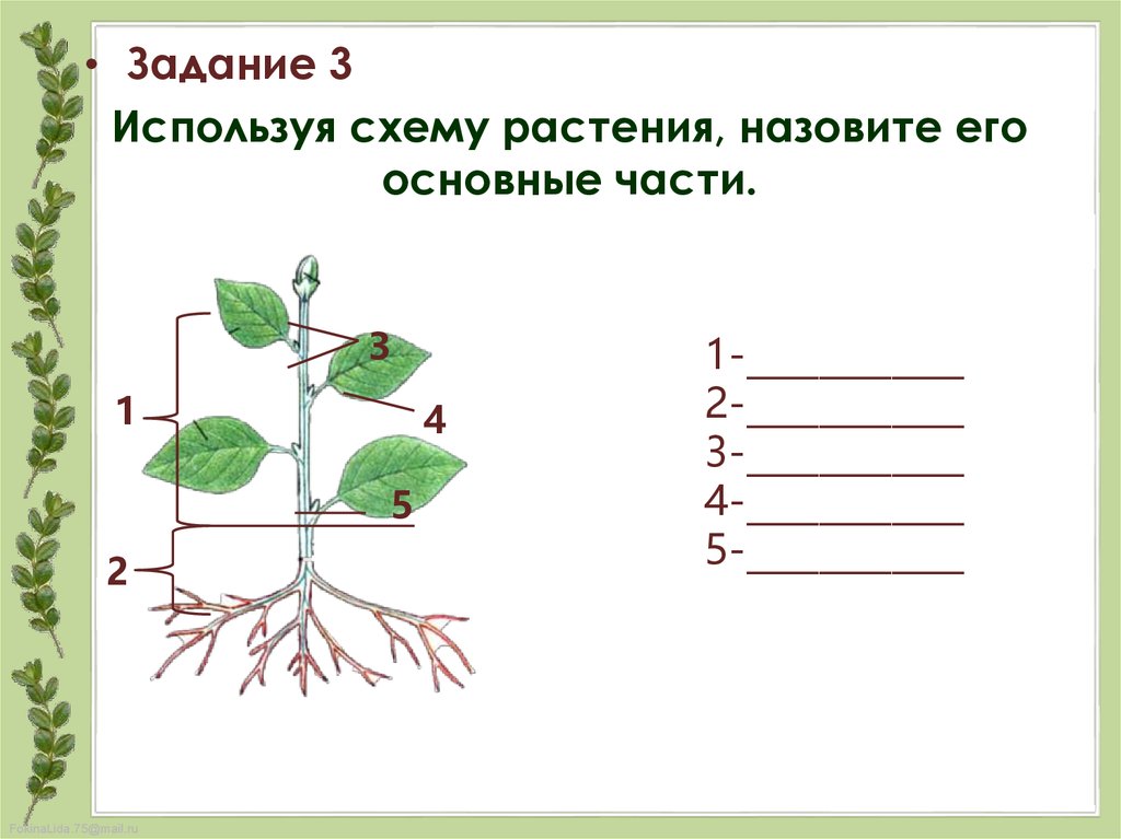 Органы растения 3 класс. Внешнее строение растений. Основные части растения. Строение растения. Используя схему растения назовите его основные части.