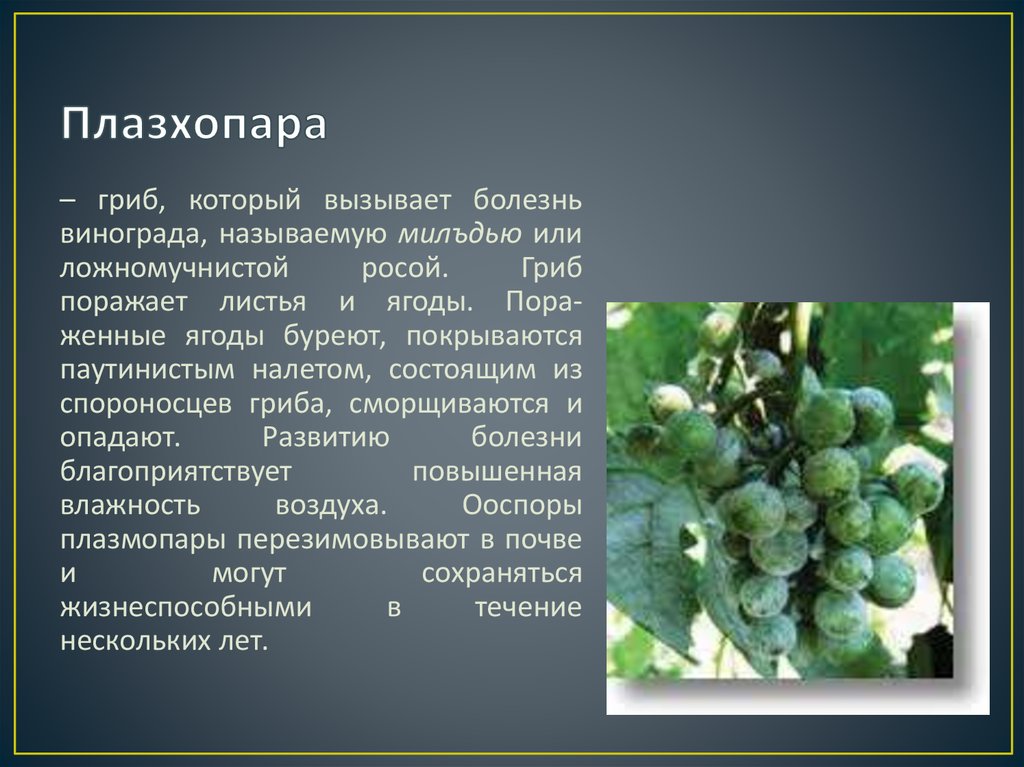 Болезни винограда плодов описание с фотографиями