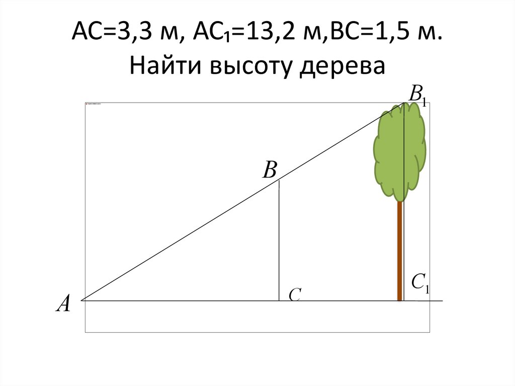 Высота дерева 3 м. Найти высоту дерева. Нахождение высоты дерева. Как вычислить высоту дерева. Средняя высота дерева.