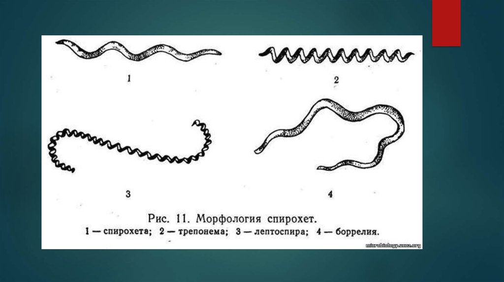 Спирохеты