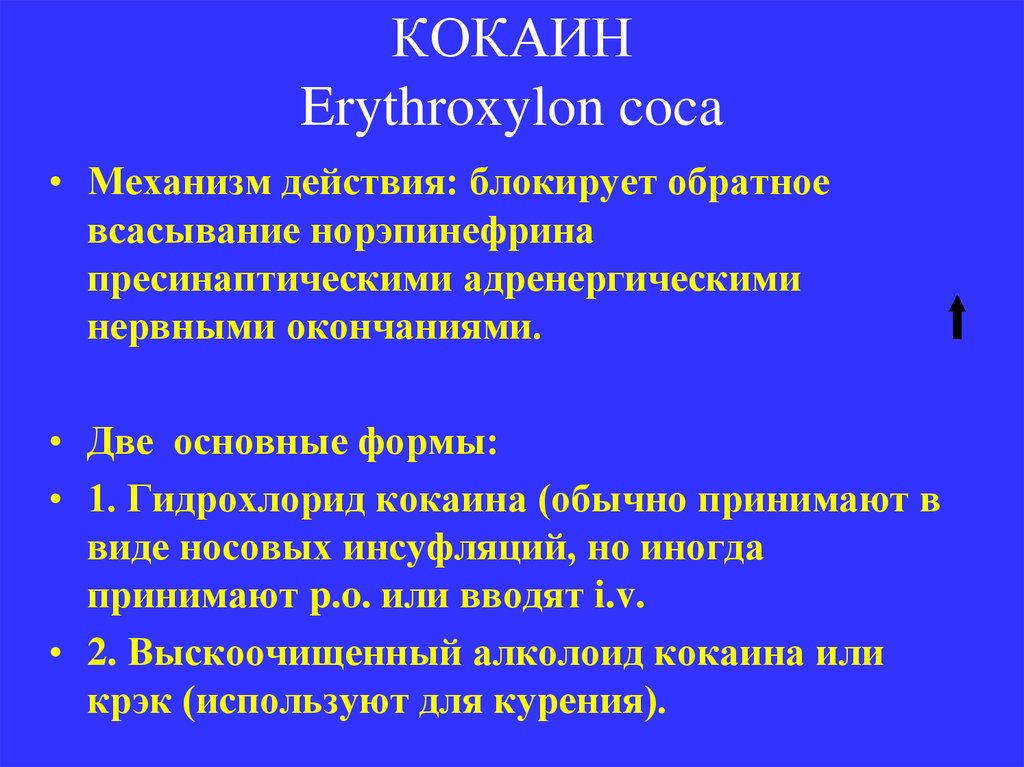 КОКАИН Erythroxylon coca