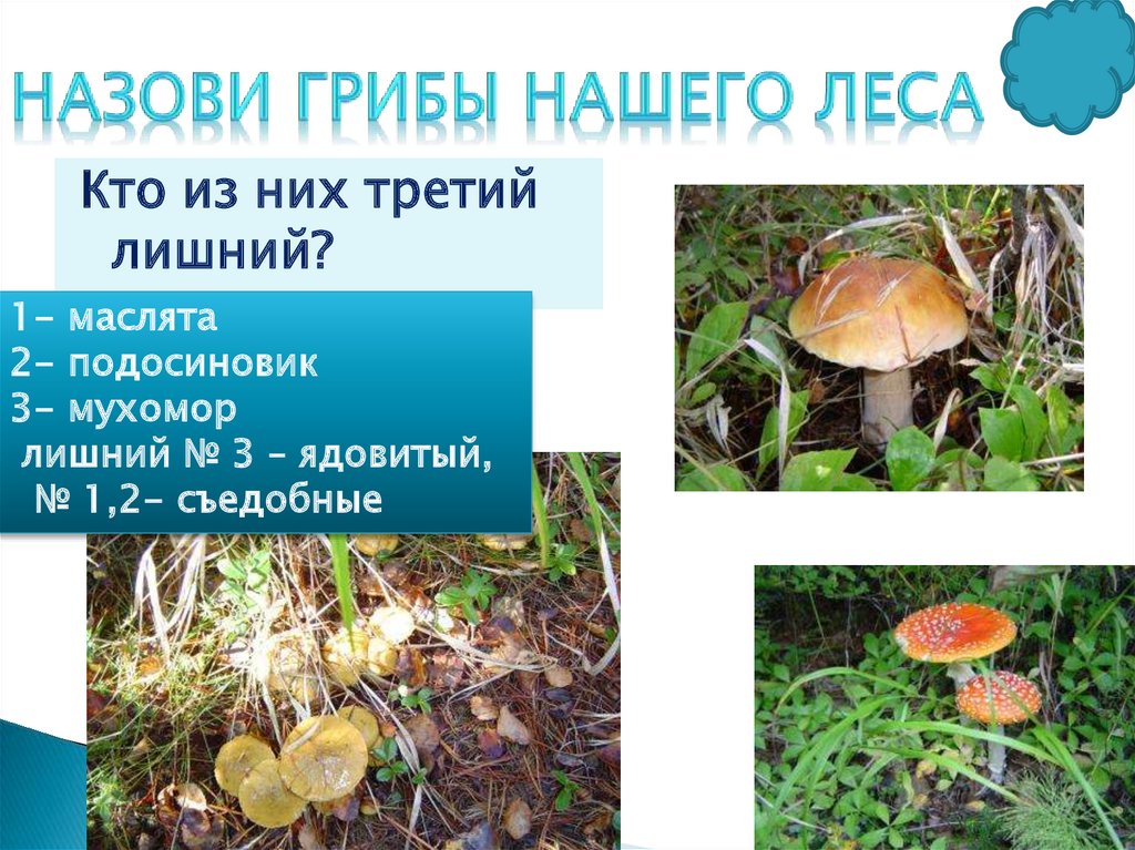 Впр в лесу много муравейников. Смешанные леса перечисли грибы. Почему гриб называется масленком. Кого называют грибом.