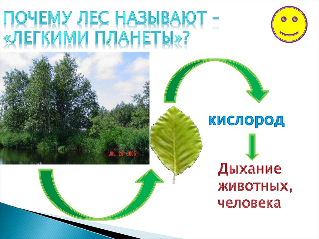 Урок природоведения.Почему леса называют легкими планеты. Как охранять природу родного края 2020