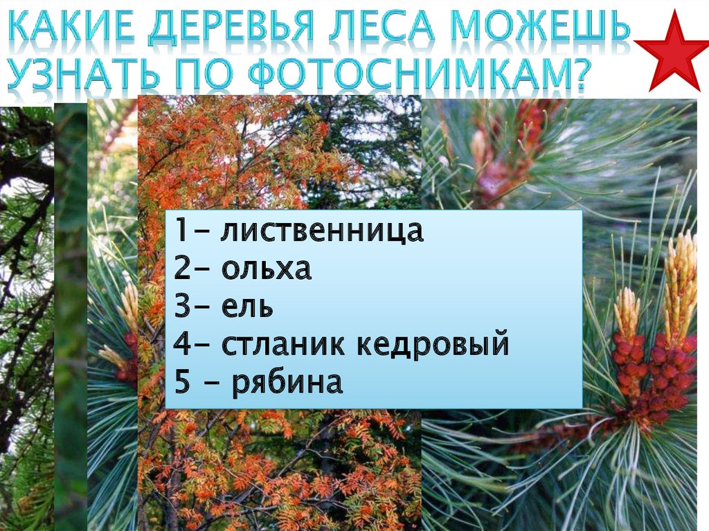 Какое дерево ответ. Лиственница и ольха. Лиственница в смешанных лесах. 2008 Год какого дерева. Сахалин Лесная зона презентация.