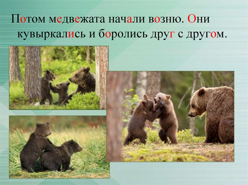Медведь начало слова. Семья медведей. Текст медвежья семья. Изложение Медвежонок. Семья медведей текст.