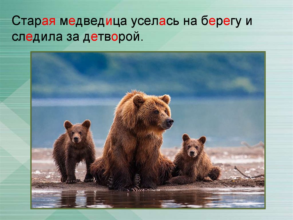 Медведь начало слова. Семья медведей. Старая Медведица. Изложение семья медведей. Скребицкий семья медведей.