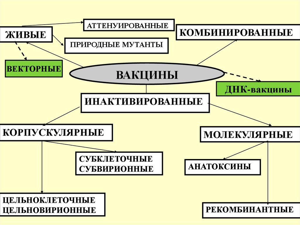 Аттенуированные вакцины это