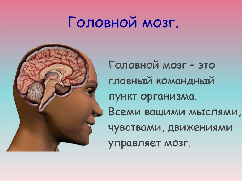 Головной мозг характерен для. Головной мозг. Строение мозга. Урок головной мозг. Ощущение головного мозга.