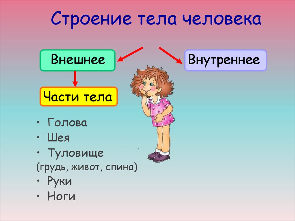 Работа тела человека презентация 1 класс