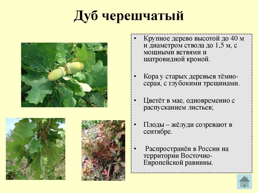 Рассмотрите фотографию листа дуба черешчатого