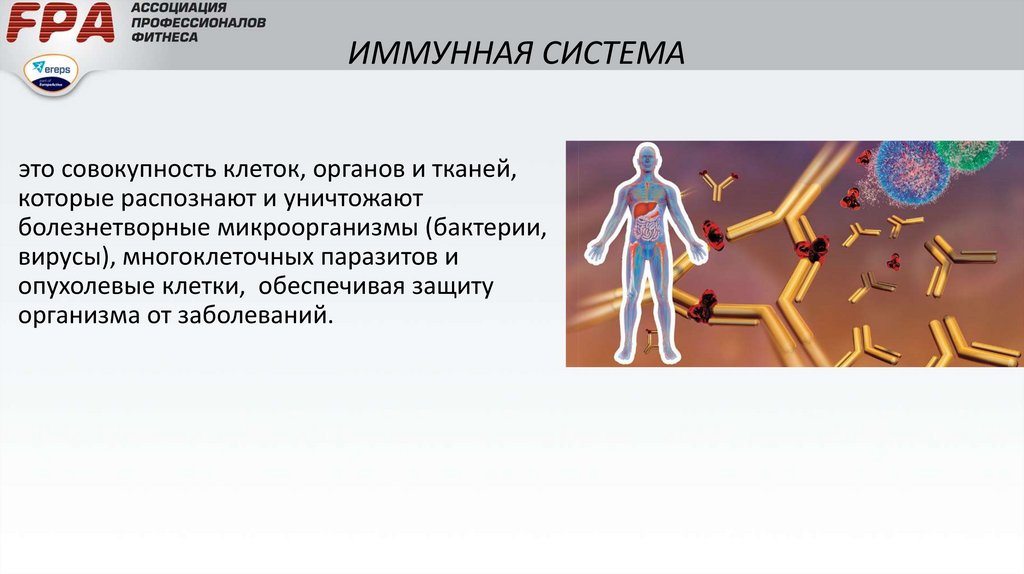 Иммунная вода. Иммунная система человека. Лимфатическая и иммунная система презентация. Связь лимфатической системы с иммунной системой. Иммунная система рыб.