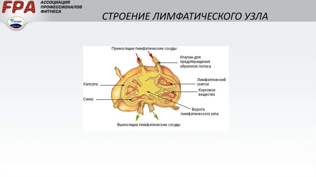 Лимфатический узел рисунок анатомия