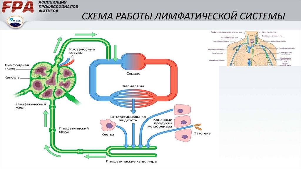 Иммунная и лимфатическая система презентация