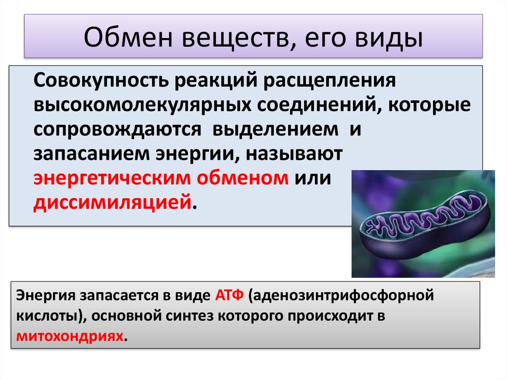 Регуляция обмена веществ и энергии презентация