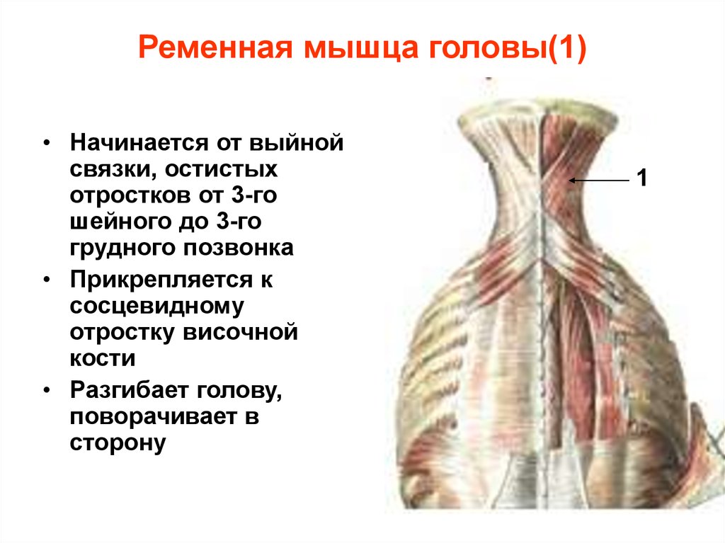 Ременная мышца головы(1)