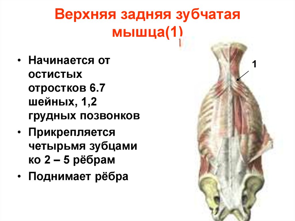 Верхняя задняя зубчатая мышца(1)