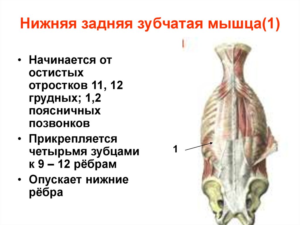 Нижняя задняя зубчатая мышца(1)
