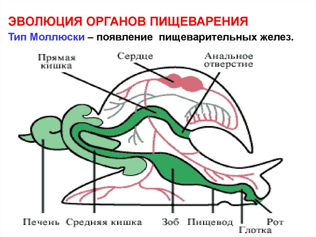 К какому типу относят животных схема пищеварительной системы которых изображена на рисунке