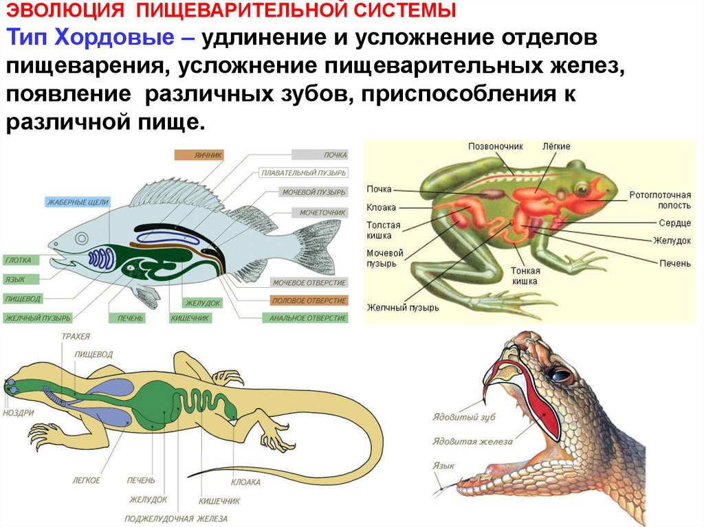 Общий план строения пищеварительной системы хордовых