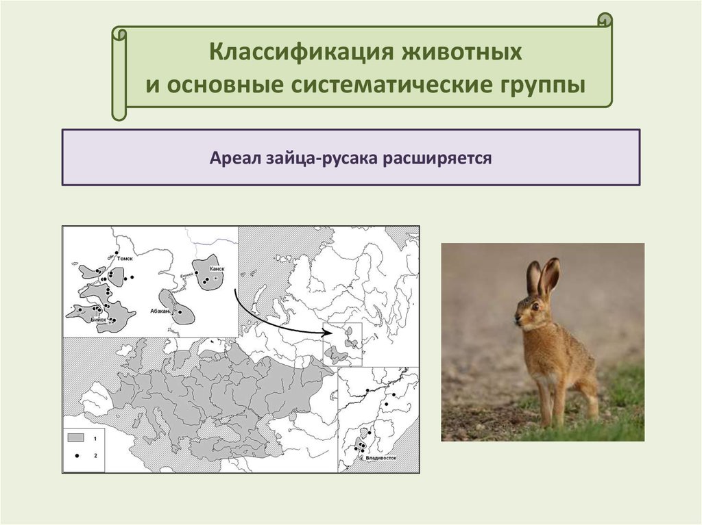 12 классов животных. Ареал зайца русака. Классификация зайца русака. Классификация животных и основные систематические. Заяц Русак систематика.