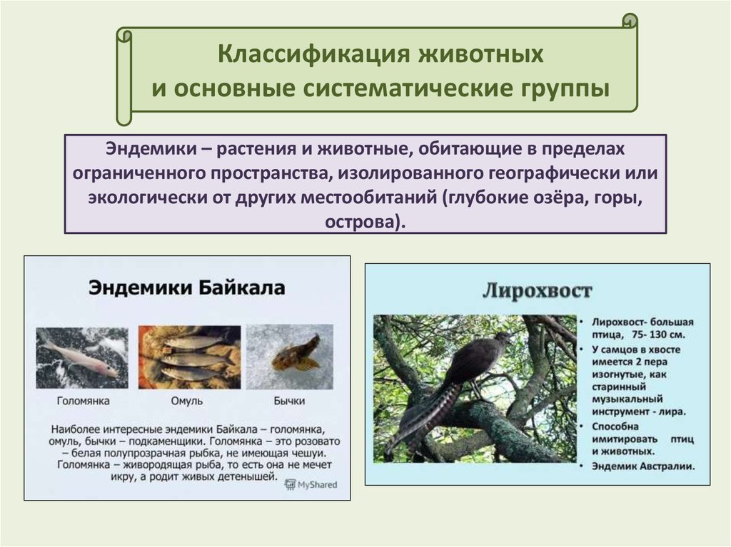 Систематической категорией объединяющей всех млекопитающих животных считается