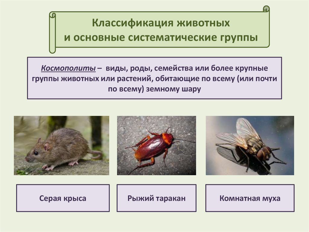 Классификация животных 1 класс. Животные космополиты. Виды космополиты примеры животных. Крыса серая систематика. Космополиты примеры животных и растений.