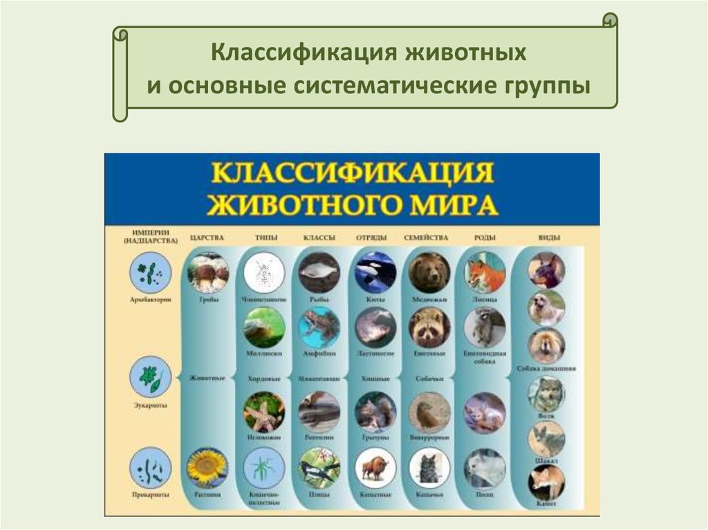 Основные этапы развития животных 8 класс презентация