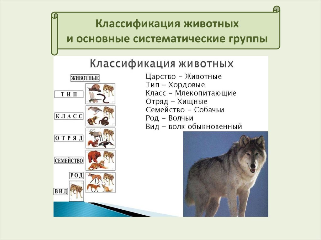 Систематической категорией объединяющей всех млекопитающих животных считается