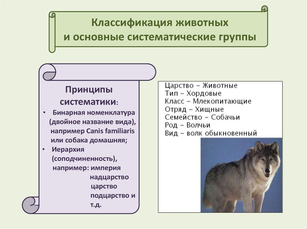 Классификация животных. Систематика животных. Классификация животных и основные систематические группы. Классификация собаки домашней. Систематика домашних животных.