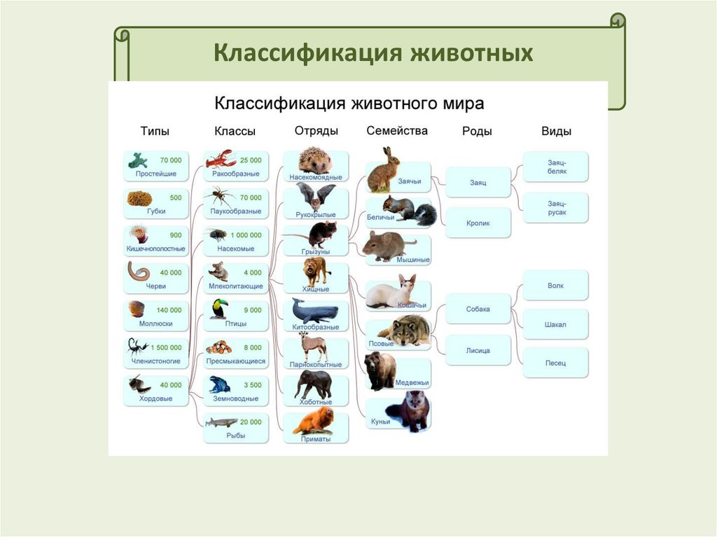 Классификация животных и растений