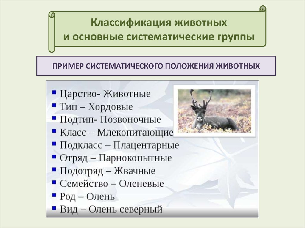 Основные таксономические группы. Классификация животных. Классификация групп животных. Классы царства животных. Классификация животных по видам.