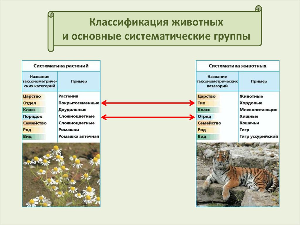 Классификация растений и животных схема