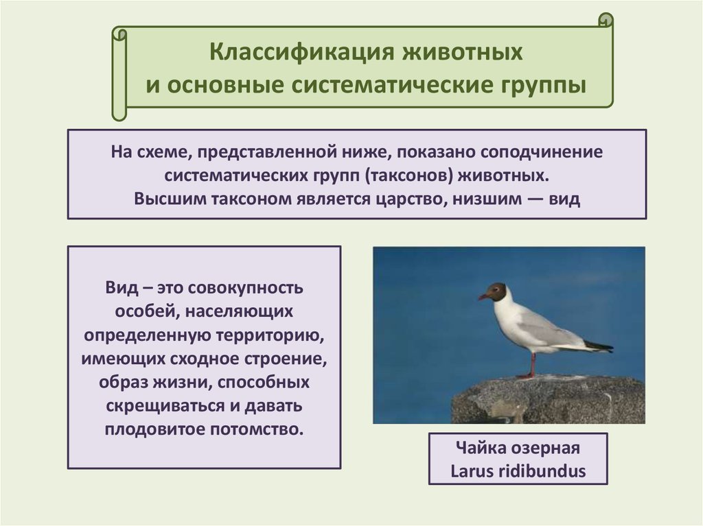 Экологические группы животных презентация