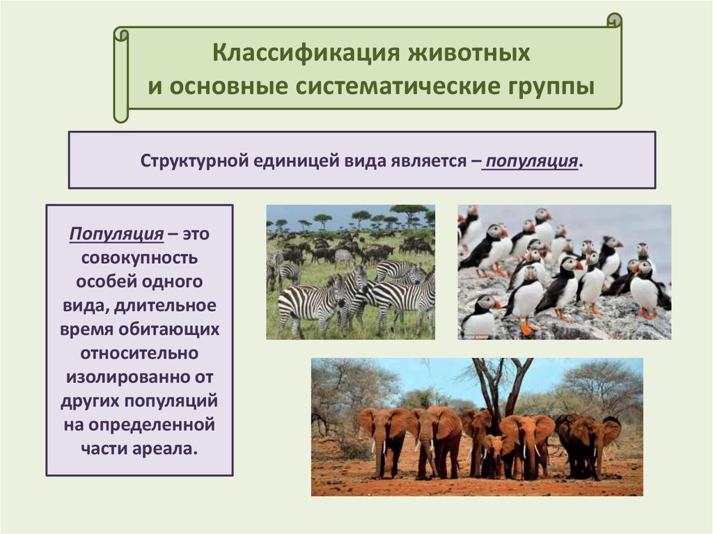 Популяцией называют. Классификация животных и основные систематические группы. Популяция является структурной единицей. Популяция является основной структурной единицей. Классификация зверей.