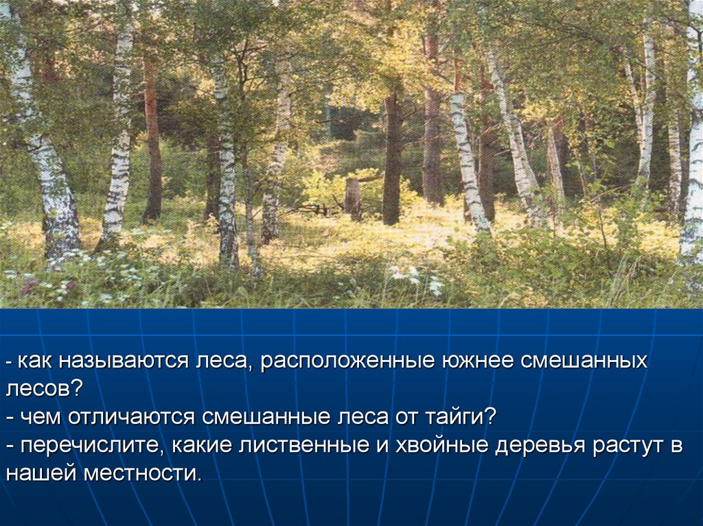 Лес расположен. Как называются леса. Как называются смешанные леса. Зона смешанных лесов расположена. Леса земли презентация.