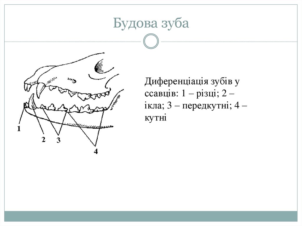 Гетеродонтная зубная система у млекопитающих. Зубная система млекопитающих. Зуби ссавців.