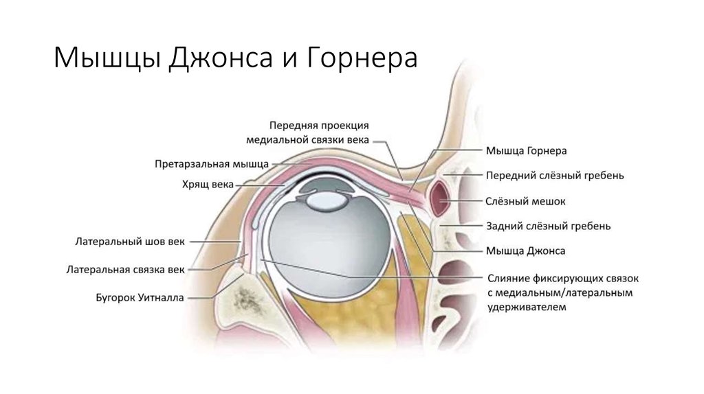 Конъюнктива