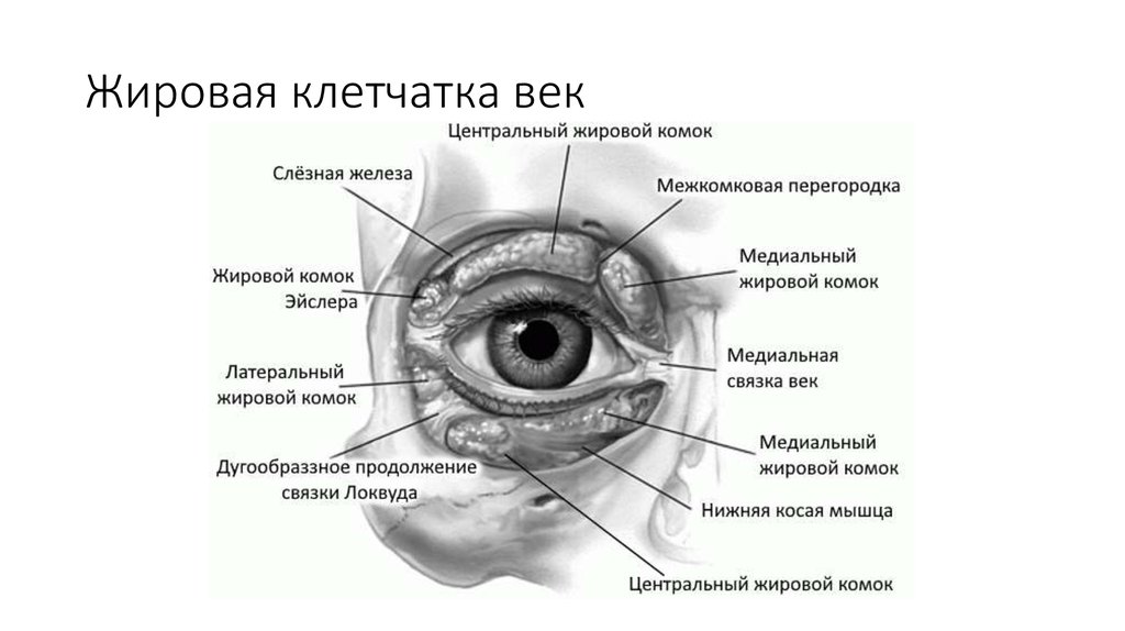 Где край века. Анатомия клетчатки глазницы. Периорбитальная клетчатка анатомия. Строение конъюнктивы глаза анатомия. Строение слезных протоков глаза.