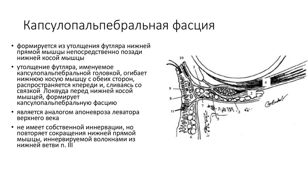 Заболевания век конъюнктивы и слезных органов презентация