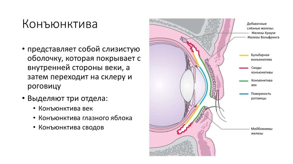 Конъюнктива где. Строение глаза конъюнктива склера. Конъюнктива глазного яблока анатомия. Конъюнктива строение и функции. Тарзальная конъюнктива век.