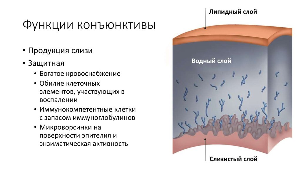 Эпителий конъюнктивы