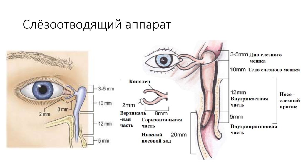 Носослезный канал открывается. Слезный аппарат дакриоцистит. Дакриоцистит анатомия. Массаж при непроходимости слезного канала схема. Слезный проток мешок канальца.